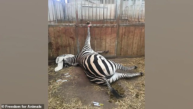 Reported incidents included a capybara covered in cuts allegedly caused by fighting and a zebra with its hoof stuck in the bars of its enclosure, which later had to be put down