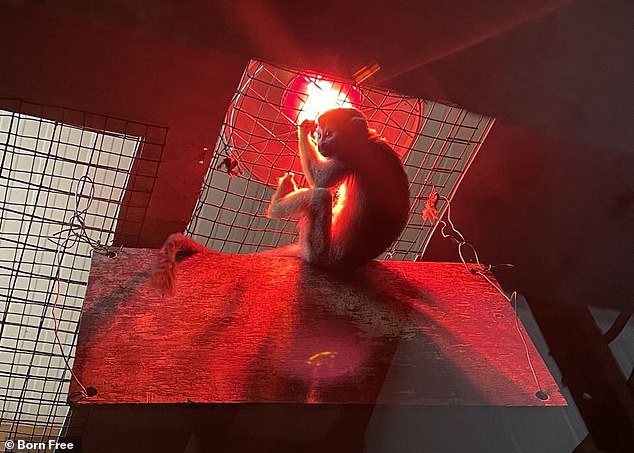 A young monkey clings to the mesh under a heat lamp at the zoo because it is afraid its habitat is not being kept warm enough