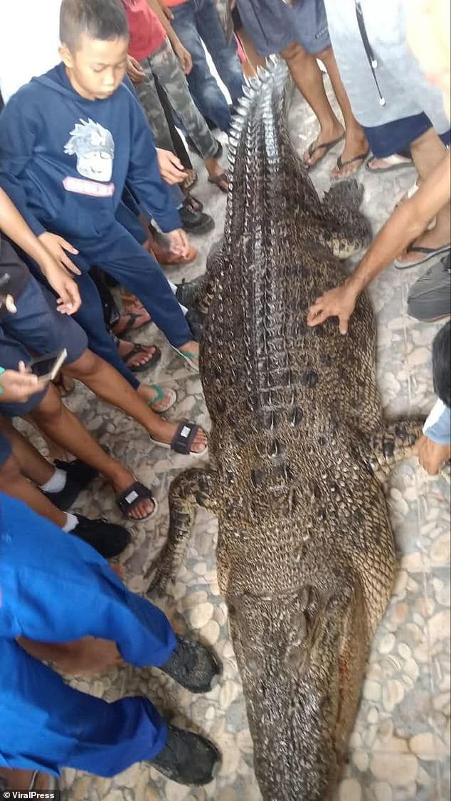 The crocodile was later captured and shot dead by concerned locals