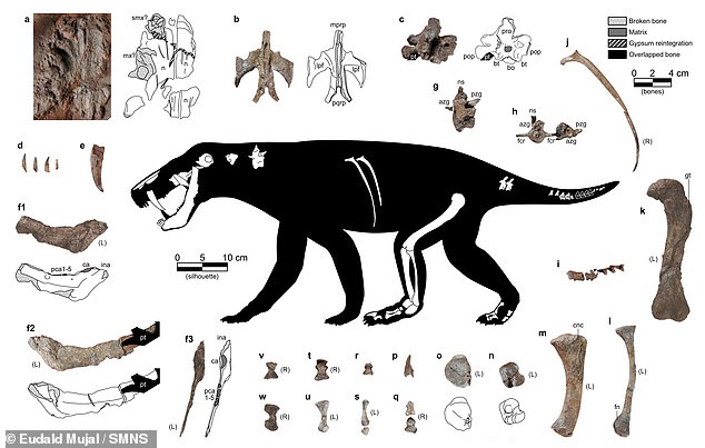 Gorgonopsians were vaguely dog-like sabre-toothed predators that roamed the Earth until 280 million years ago, this new discovery suggests