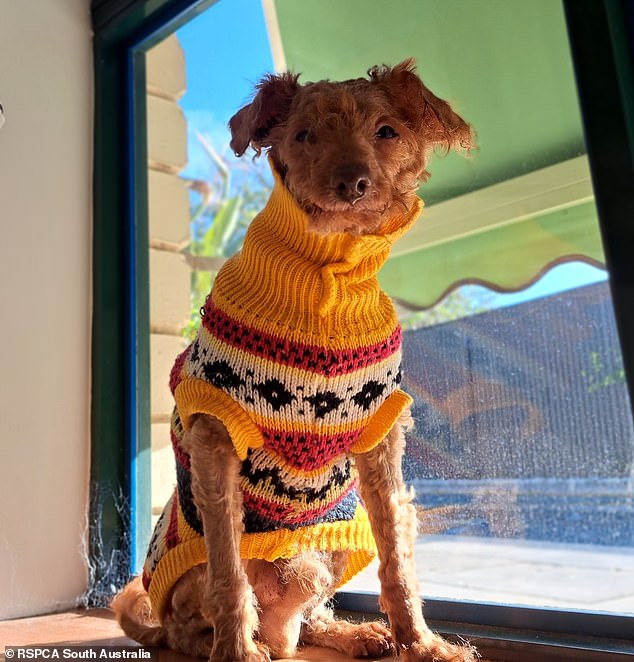 The two toy poodles, Teddy (pictured, now in foster care) and Dexter, were found with matted coats and had lost several teeth after a long time without care from either owner.