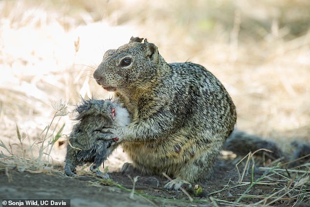 Until now, squirrels were considered 'granivorous' animals (animals that feed on grain), but the new images suggest that squirrels are evolving to become carnivorous