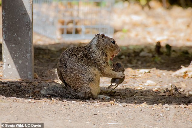 The scientists were observing the squirrels at Briones Regional Park in Contra Costa County when they noticed the unusual behavior