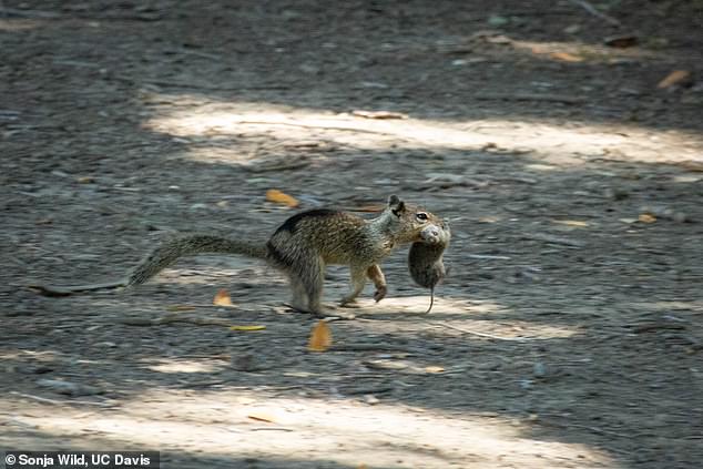 Between June 10 and July 30, they were amazed to see California ground squirrels of all ages and sexes hunting, eating and competing for voles.