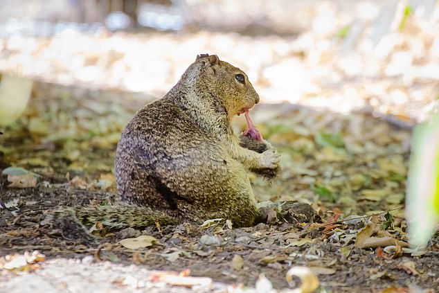 Of the 74 observed interactions with voles, almost half (42 percent) involved active hunting of these small rodents by ground squirrels