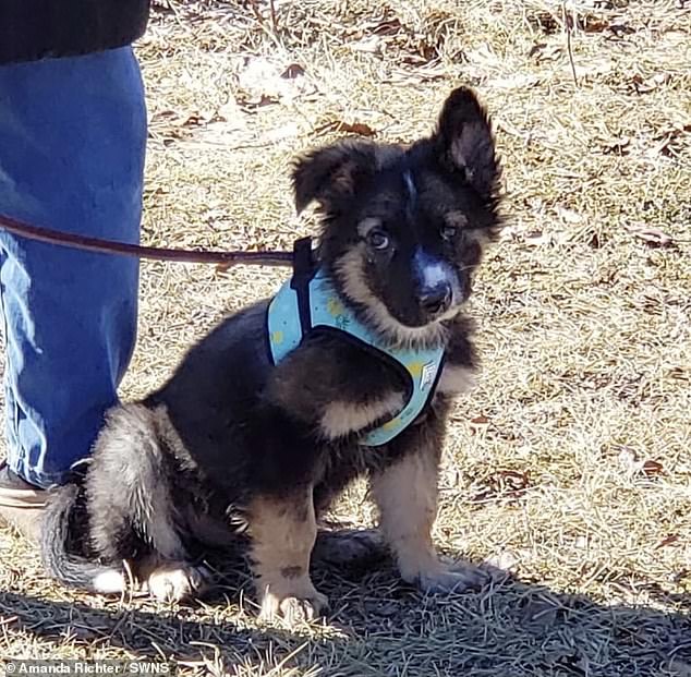 Ms Richter, a photographer from British Columbia, Canada, said: 'He's a feisty little man. He makes me laugh. He is a bundle of energy and carefree'