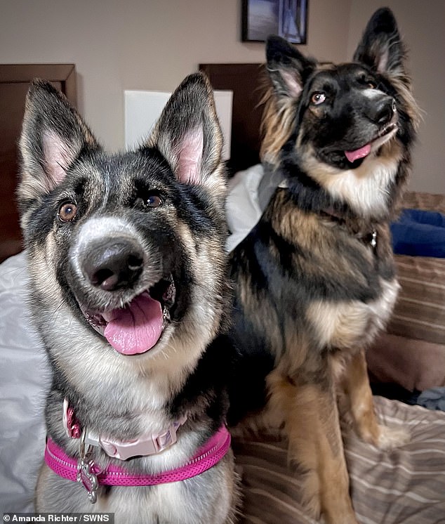 The dog lover started sharing photos of Brodie (right) on Instagram - and one of her followers sent her the profile of a rescue dog who bore an uncanny resemblance to him (left)