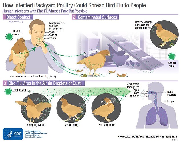 Like all flu, the virus is spread primarily through airborne droplets that are inhaled or land in a person's mouth, eyes, or nose.