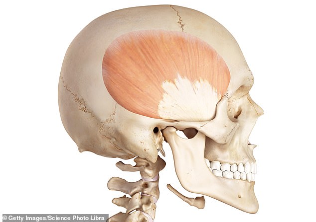 The temporalis muscle helps move the jaw and is especially useful in chewing. People can feel it in action by placing their hand on their temple and clenching the jaw