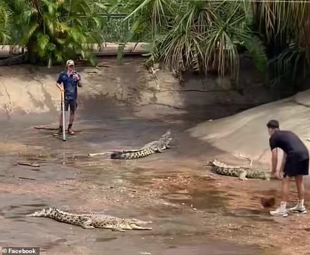 Instead of cones, Webb uses live saltwater crocodiles to practice cutting through the opposition (pictured)