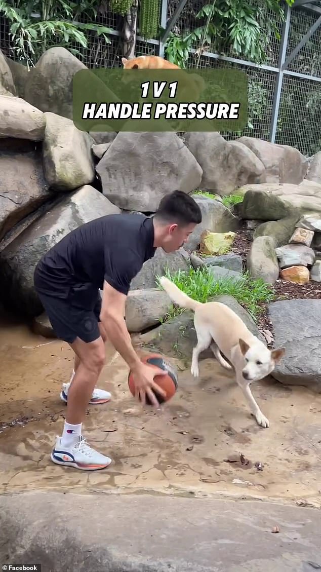 The Territorian also tested himself against dingoes in the heartbreaking video