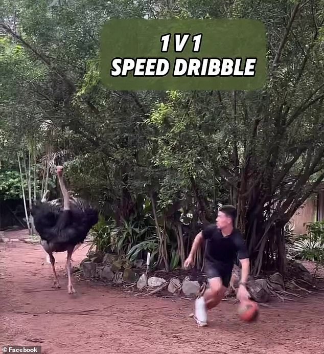 Webb practices his fast break by holding it away from an ostrich in one of the less life-threatening parts of the clip