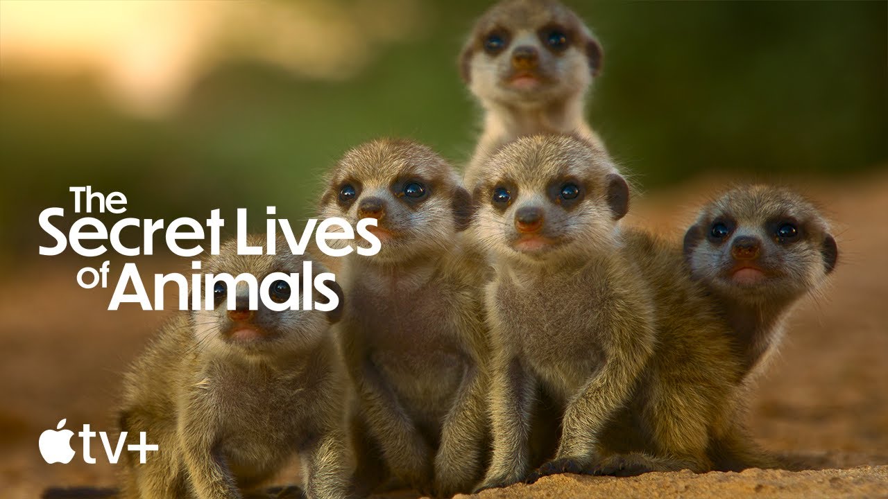 The Secret Lives of Animals – Official Trailer | Apple TV+ - YouTube