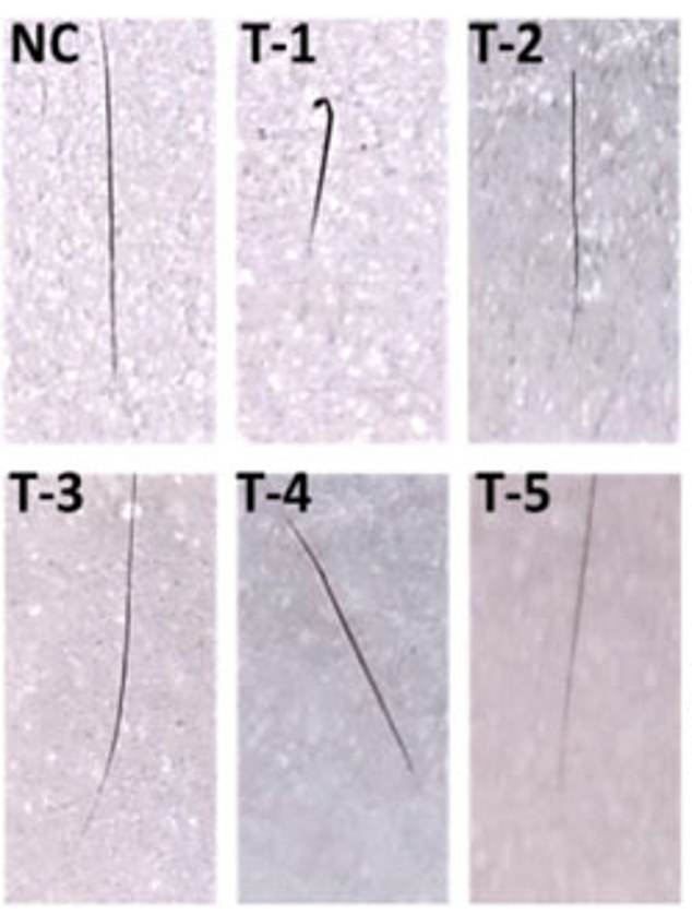 The image shows visual evidence of hair growth so you can see the differences in hair length between treatment groups