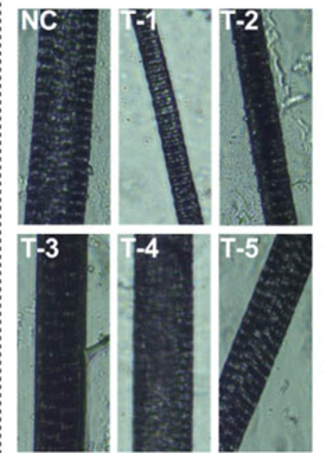 The image shows microscopic images of hair shafts from different treatment groups, highlighting the structure and appearance of the hair at a more detailed level