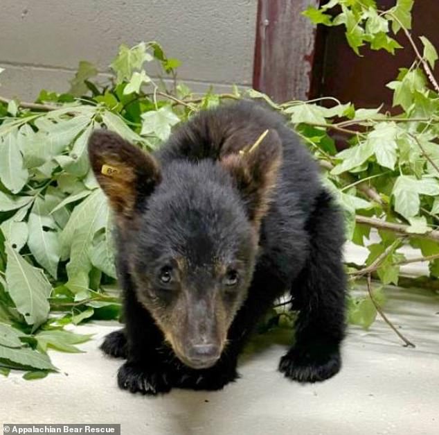 The agency said in a statement that the move to euthanize the cubs was intended to prevent the spread of the disease and protect the state's wild bear population.