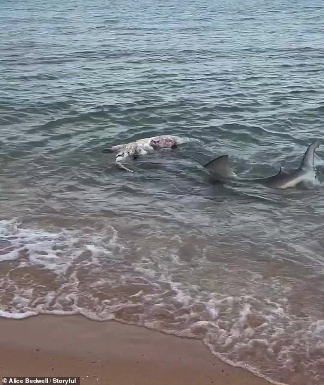 In the video, the bull shark sinks its teeth into the dead crocodile before dragging it back into the ocean and taking a large bite out of its stomach (pictured)