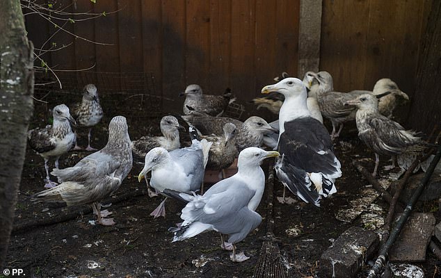 The 40-year-old keeper keeps up to 20 birds in the garden of her West Derby home