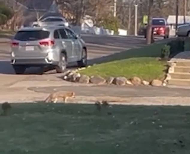 A camera across the street showed Orseno playing with her son just before the coyote pounced on her