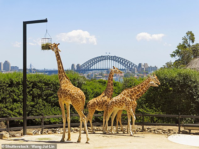 Some Mosman residents fear the improved Sky Safari will affect their views of Sydney Harbour. The photo shows Taronga Zoo