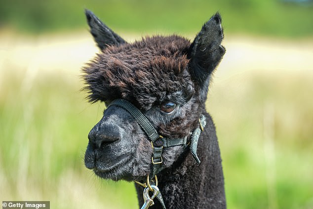 Alpacas, native to South America, are farmed for their wool and thrive in Tasmania, an owners association says