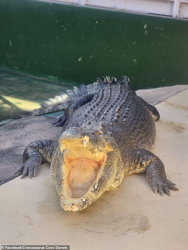 Crocosaurus Cove, a crocodile herpetarium and aquarium attraction that has held Burt in captivity since 2008, announced Burt's death on Monday