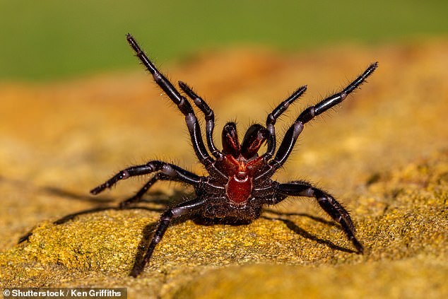 Funnel web spiders live in humid areas along the east coast of Australia and are especially active in the early summer months