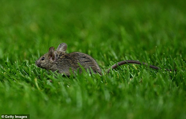 A mouse is pictured on the Old Trafford pitch during their match against Bodo/Glimt in November