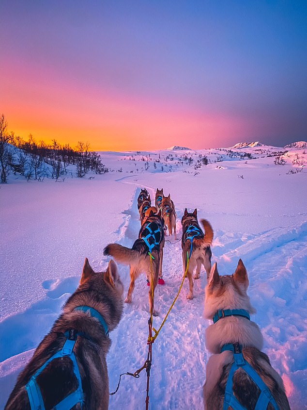 The Norwegian and her Huskies plan to participate in the Finnmarkslopet 600 km race