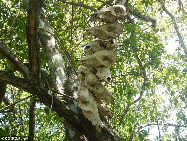 It appears that the Massaco have stacked animal skulls on poles, which they apparently display near their territory in the Amazon