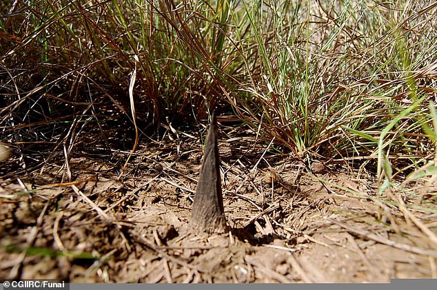 Previous observations and satellite photos of settlements in Massaco showed that the group was beginning to adapt to protect itself from outside threats. They have tried to deter unwanted visitors by planting thousands of camouflaged foot- and tire-piercing solid wood nails in the ground