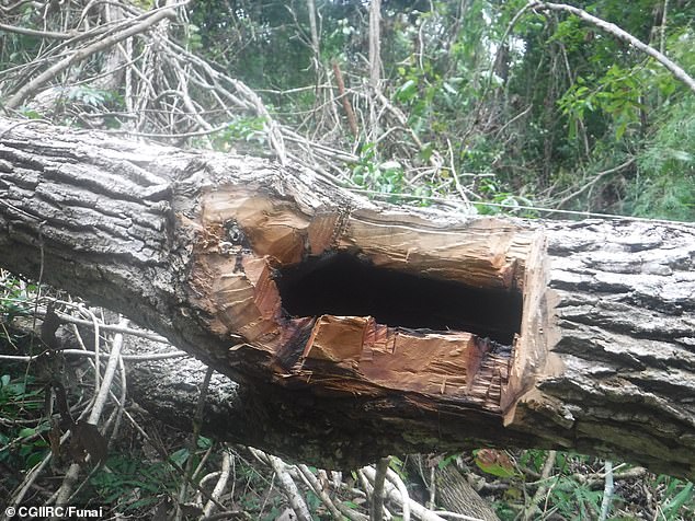 An apparently hollowed-out wooden tree trunk is found in a suspected Massaco community