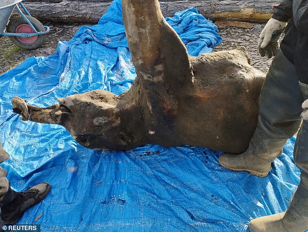 Yana's remains were found in June 2024 (pictured), but have only now been revealed by Russian scientists. The mammoth was 4 feet tall at the withers, weighing about 180 kg – or 28 stone, or almost 400 pounds