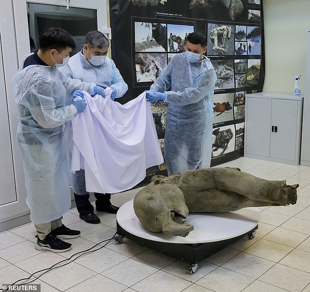 Researchers stand behind a glass fence as they display the carcass of a baby mammoth, estimated to be more than 50,000 years old and found in the Siberian permafrost in the Batagaika crater in the Verkhoyansky district of Yakutia, during a demonstration in the laboratory of the Mammoth Museum at the Northeastern Federal University in Yakutsk, Russia on December 23, 2024