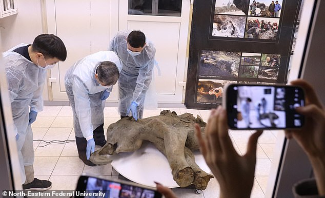 The back of the animal was recovered separately and has also been preserved, but was not shown when the find was unveiled. Major tests will be conducted on Yana (photo) next year.