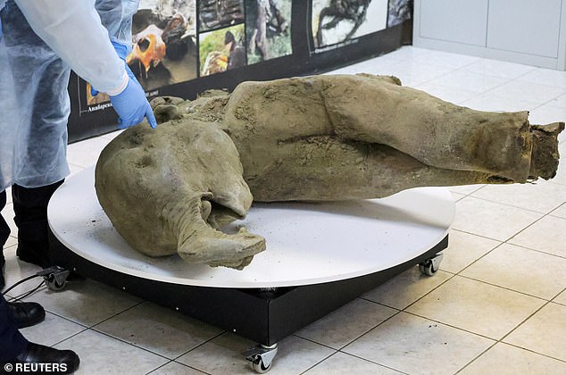 The carcass of Yana, pictured, was excavated near the Batagaika research station, where the remains of other prehistoric animals – a horse, a bison and a lemming – have also been found.