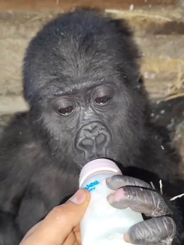 Rehabilitation experts took the gorilla to help him regain strength and health after being left in the box