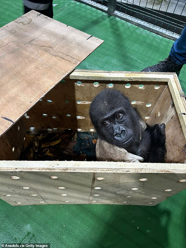 The baby gorilla was part of a shipment being transported from Nigeria to Bangkok, Thailand