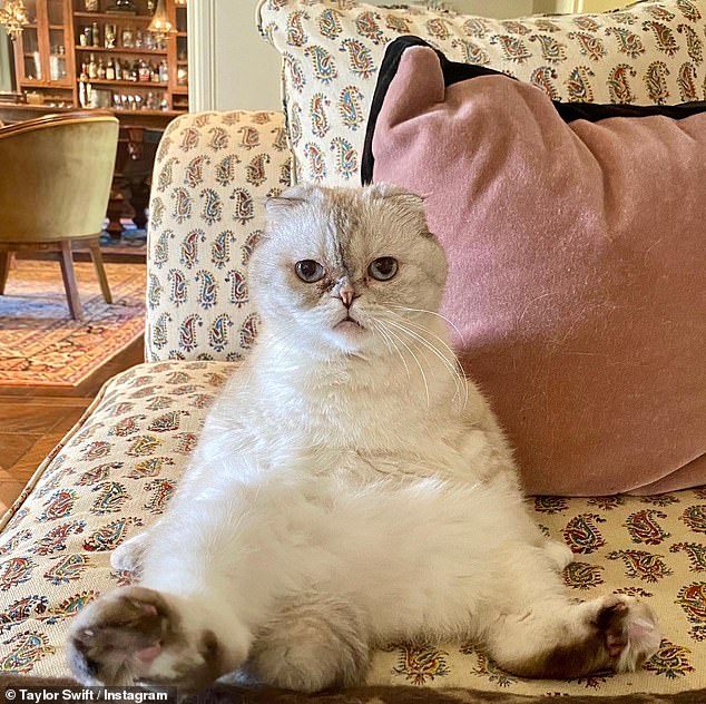 Because the gene that causes Scottish Folds to develop arthritis is dominant, any offspring from their breeding will also develop the condition. This leads to the mistaken belief that they are naturally quiet, when in reality they are in too much pain to play or run. In the photo: Taylor Swift's Scottish Fold