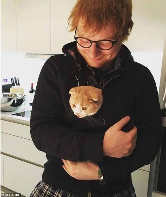 Despite the health problems being well known, Scottish Folds have become more popular, partly due to the ownership of celebrities such as Ed Sheeran (pictured)