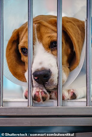 A beagle after surgery