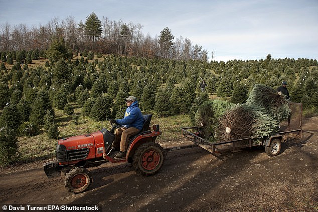 Oregon grows more than 4.7 million trees each year, while North Carolina produces nearly four million trees annually (North Carolina tree farm pictured)