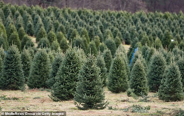 The Census of Agriculture found that the US will cut down more than 14.5 million trees in 2022 alone (Pennsylvania tree farm shown)