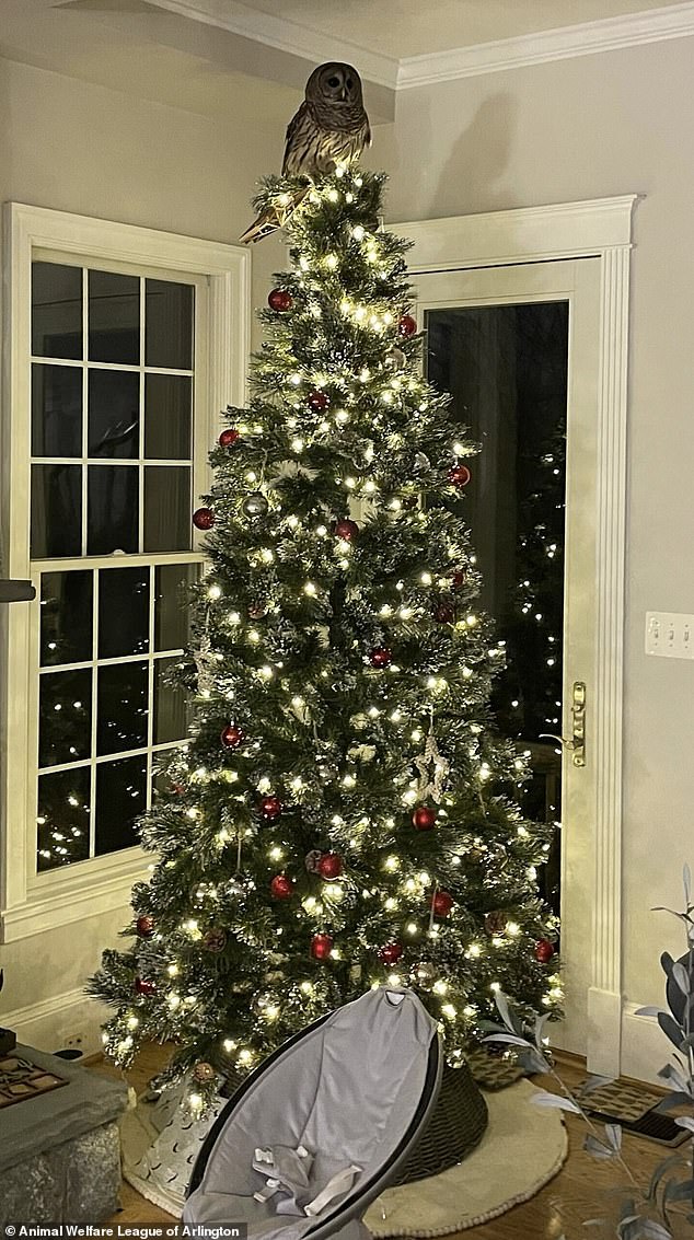 Last week, a family in Arlington, Virginia, was stunned to find an unusual addition to their Christmas tree: a wild owl