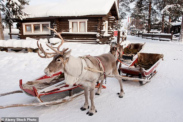 Some of the strangest effects would occur if you look at the bright nose of Rudolf the reindeer. At this speed, scientists say it may not appear red at all (stock image)