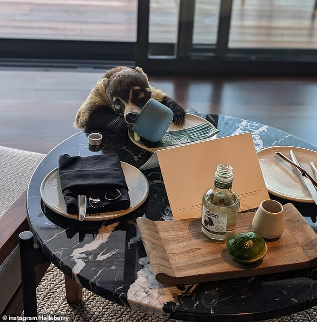 Other photos in the set included a photo of the beach and a small, cute wild animal that entered the villa and ate their food