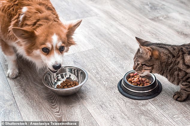 An emergency recall has been issued for pet food after it tested positive for bird flu and a cat died as a result in Oregon (stock image)