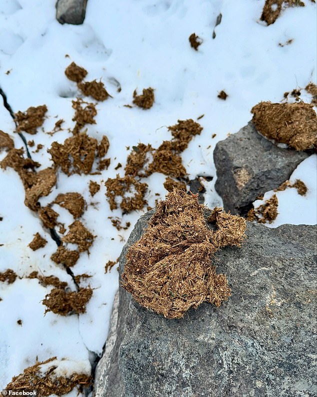 The feces Mehl found, although others thought these brown deposits may have been the stomach contents of the animal that was killed