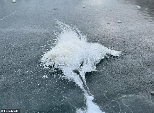 This piece of hair led Mehl to believe that the dead animal was a Dall sheep