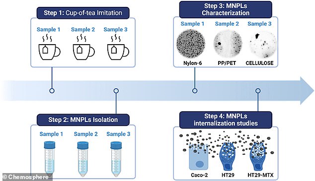 In their new research, the team examined the microplastics released from three popular types of tea bags, which can be easily purchased online or in local supermarkets.